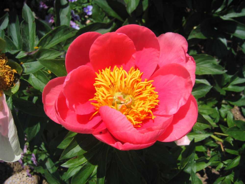 Paeonia hybrida 'Lovely Rose' (Frühblühende Pfingstrose)